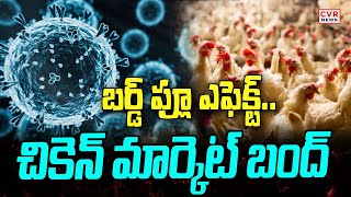 బర్డ్ ఫ్లూ ఎఫెక్ట్.. చికెన్ మార్కెట్ బంద్ | Bird Flu Effect | CVR News