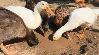 Why Do Ducks Like Mud - Curious Ducks Talking