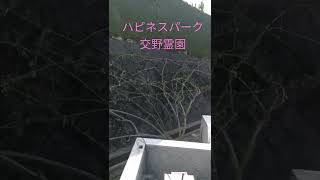 寝屋川市 バラ新芽 見頃 霊園 樹木葬 #shorts