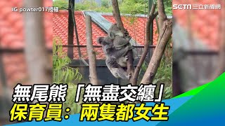 熊熊很急？動物園無尾熊「無盡交纏」　保育員：兩隻都女生｜三立新聞網SETN.com