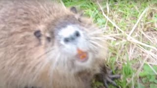 危険！ヌートリアの噛みつきに注意（Danger! Be careful of nutria biting）