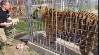 رجل يطعم النمر السيبيري A man feeds the Siberian tiger