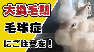 抜け毛がすごい！うさぎさんの大換毛期！