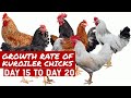 Growth Rate Of Kuroiler Chicks | Day 15 to Day 20