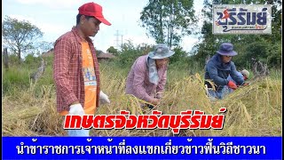 เกษตรจังหวัดบุรีรัมย์จัดลงแขกเกี่ยวข้าวฟื้นวิถีชาวนา