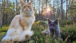 A Day in the Forest with Maine Coons Buster \u0026 Luna!