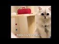 娘の飼ってるブレアちゃんに母夢中❤️【ペルシャ猫】