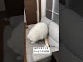 おやつキャッチチャレンジ1日目😂 サモエド 大型犬 チャレンジ