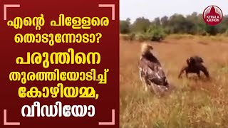 Hen protecting her chicks from eagle | Viral Video
