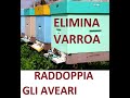 Asportazione della covata elimina la Varroa e raddoppia gli alveari Parte 1