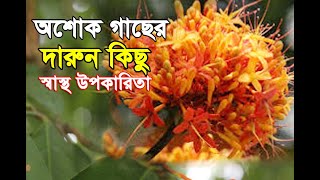 Amazing properties of Ashoka tree.