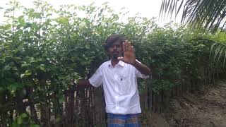 கிளுவை உயிர் வேலி | Kiluvai Uyir Veli | Live Fence Namakkal |நாமக்கல் Contact 8526710933,96003 53537