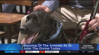 Blessing of the Animals returns to St. John the Divine in Morningside Heights