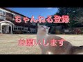 旧木沢小学校というノスタルジックな場所へ行く旅する猫