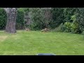 Fox cubs playing in my garden in May 2023