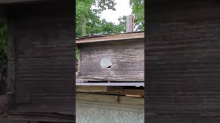 Beehive Trap to get free Honey bees!