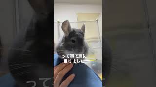 【音量調整してください】チンチラの甘え鳴き　＃chinchilla＃チンチラ＃shorts