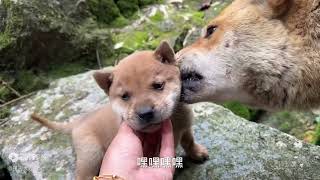 农村散养的田园犬，虎头猫耳还带白面，性格亲人抱一次就认主了