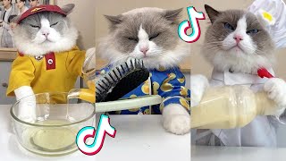 1 HOUR That Little Puff | Cats Make Food 😻 | Kitty God & Others | TikTok 2024 #90