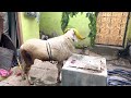 Amingad Bakri Eid sheep In Neelsandra 2022