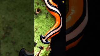 சாவே இல்லாத புழு  | Hammerhead Worm - Immortal Worm