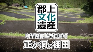 【郡上文化遺産】正ヶ洞の棚田（岐阜県郡上市白鳥町)