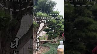 感謝海外盆友｜直飛來台賞樹//銘園出品只有品質保證// #台灣銘園園藝事業有限公司 #台灣銘園 #景觀設計