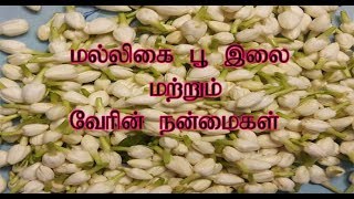 மல்லிகையின் மருத்துவ குணங்கள் || Jasmine medical benefits