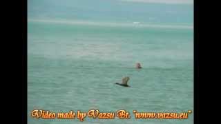 Kacsa 1 - Balaton 2010 - Vazsu Bt. http://www.vazsu.eu