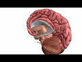 basic parts of the brain part 2 3d anatomy tutorial