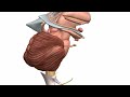 basic parts of the brain part 2 3d anatomy tutorial