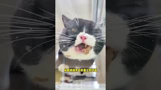 鸡脖是猫咪的天然牙刷，如果你家毛孩子不喜欢刷牙真的可以试试 猫咪萌宠好物 新手养猫 猫咪刷牙 猫咪刷牙神器