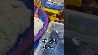 봄 제철 생선 #실치회 #실치회무침 #당진여행 #장고항실치축제 #장고항