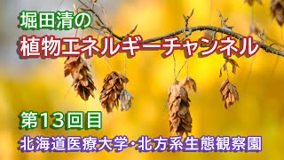 【堀田清の植物エネルギーチャンネル・第13回目】2020年11月6日の北海道医療大学の森