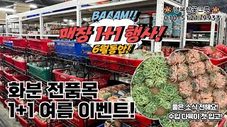 행복한꽃그릇 화분 전품목 1+1 여름 매장 한정 이벤트🔥 좋은 소식 한가지 더! 수입 다육이 첫 입고 되었답니다〰️💖 언제든 놀러오세요 많관부🎶 010-5121-9933