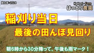 稲刈り当日、最後の田んぼ見回り　台風10号に振り回されっぱなし　田んぼ・2024 20240901