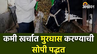 Silage Making : मक्यापासून मुरघास कसा तयार करावा?  |Agrowon  | ॲग्रोवन