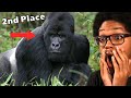 The Primates Tier List Reaction