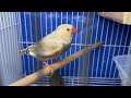 zebra finch updates i have added new birds to work on full orange birds breeding