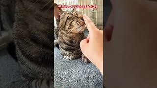 流行りの何回タップしたら怒るかな？やってみた #cat #ねこ #catvideos #元保護猫 #キジトラ #animal #shorts