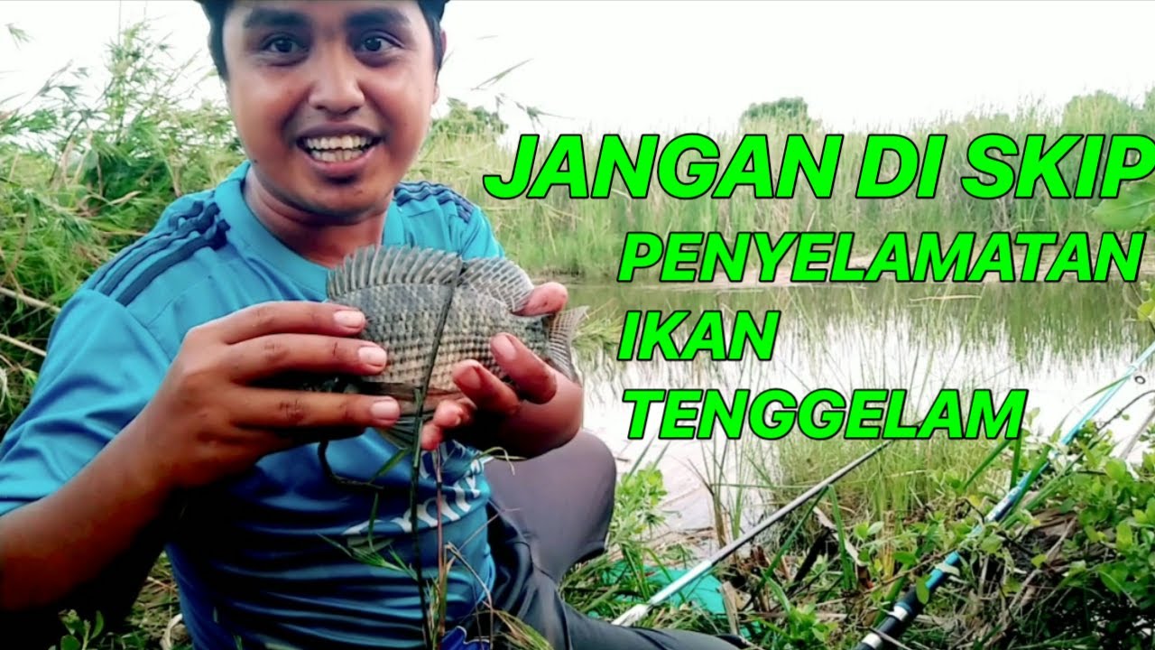 EPS 7,MANCING NILA BABON||KESERUAN MENYELAMATKAN IKAN YANG TENGGELAM ...