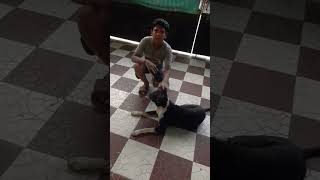 ஒரு நாய் 🐕🦮🤣🤣,#shorts