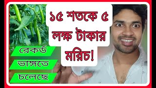 ১৫ শতকে ৫ লক্ষ টাকার মরিচ! | স্মার্ট পদ্ধতিতে আগাম মরিচ চাষের A to Z #greenchilli