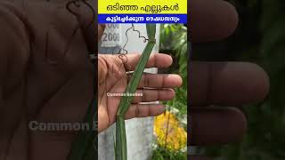 ഒടിവിനും ചതവിനും ഈ ചെടി മതി