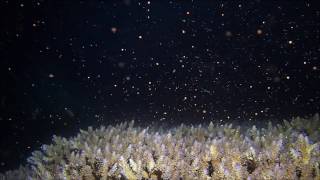 coral spawning 2015 サンゴの産卵2015～最初から最後まで