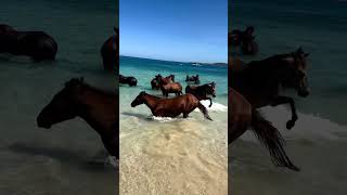 Funny Horses Show Strength Try Not To Laugh It's Really Strongest Horse Funny Video 2022 # 75