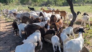 GANHANDO MAIS E GASTANDO MENOS CRIANDO CAPRINOS E OVINOS @RodrigoSantanarealisasonhos