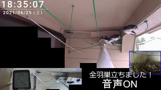 孵化後25日目 2021 ツバメの巣 Swallow's Nest 子育て 観察動画 2021/06/26 08:45～