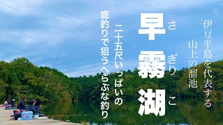 伊豆の早霧湖 へらぶな釣り 静岡県伊豆市