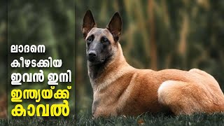 Dog breed that helped US team eliminate Osama Bin Laden is set to guard  India | Kerala Kaumudi